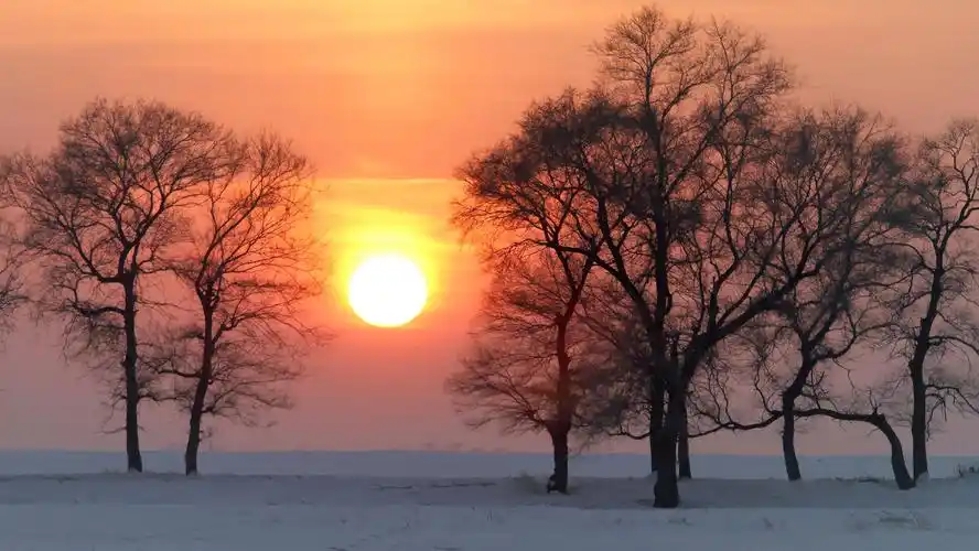 夕阳与树木的唯美风光风景