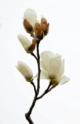 不同品种的玉兰花