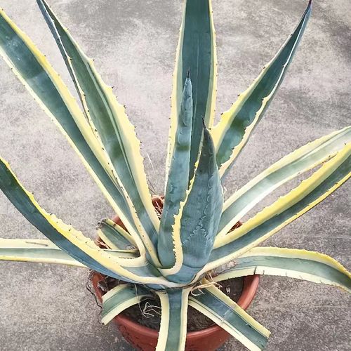 新鲜金黄边兰苗叶片木龙舌可种植中药材非五色万代金边兰龙舌兰花