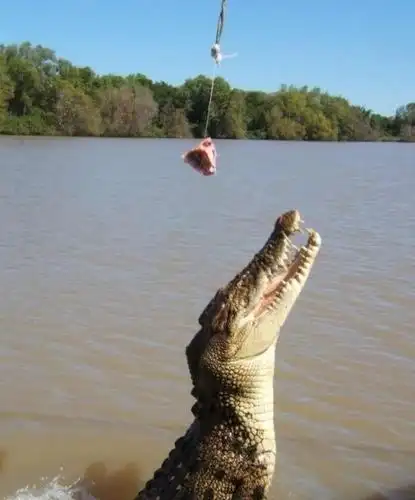 [大笑]专钓大鳄