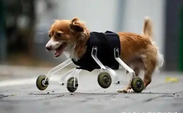 动物靠假肢再次行走有爱就会有希望