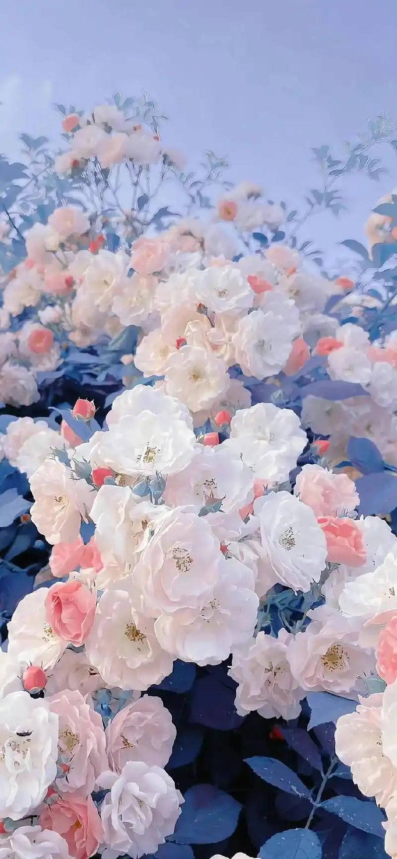 治愈系唯美蓝色紫色鲜花壁纸