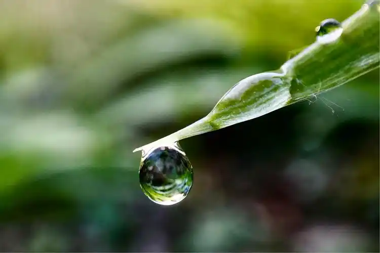 清澈水润的露珠 - 美篇