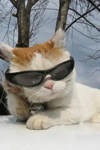 猫咪戴着墨镜的图,和这张差不多,,大墨镜小猫脸