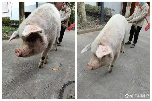 地震14周年之际,四川省大邑县安仁镇的建川博物馆内,正式展出"猪坚强"