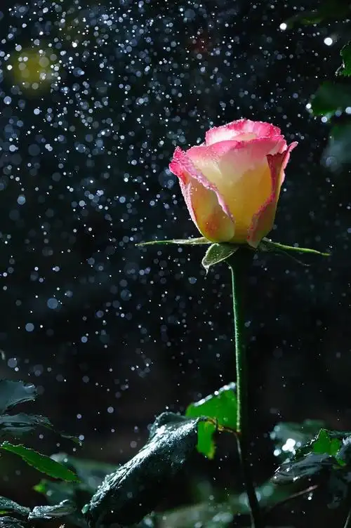 来自星星的月季