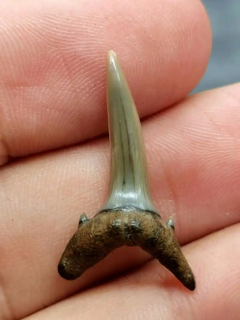 古生物化石 史前鲨鱼牙齿化石55 古生物化石 史前鲨鱼牙齿化石