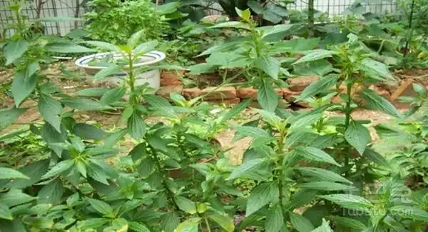 香茶菜图片欣赏及种植技术介绍