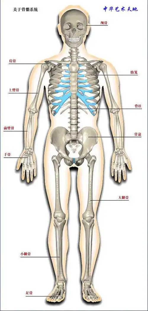 中医人体穴位经络结构十二时辰【小儿推拿按摸详解】图谱 - 意圣堂的