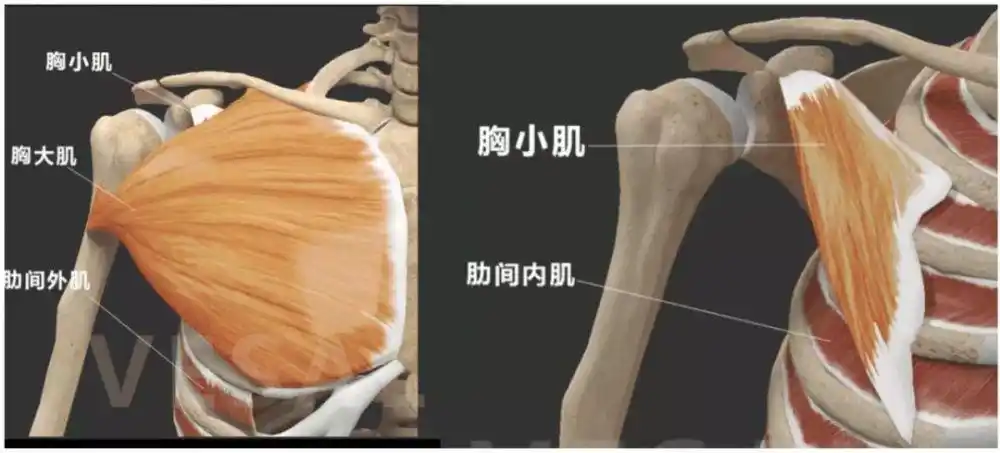 女明星们引以为傲的蝴蝶骨其实是病态的