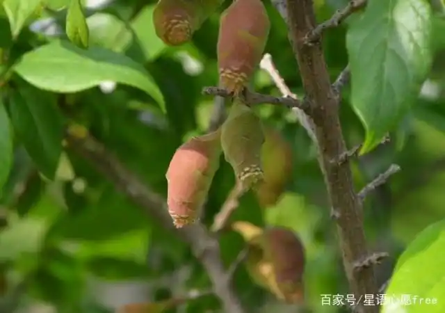 冬天里的那一抹春——腊梅