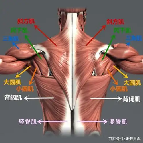后背主要肌肉的分布