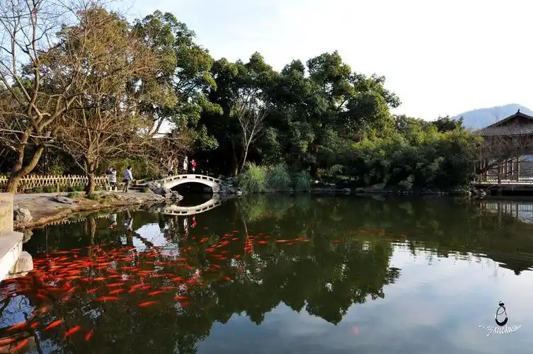 西湖十景 花港观鱼(7)