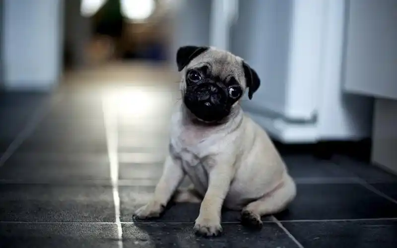 可爱哈巴狗宠物图片