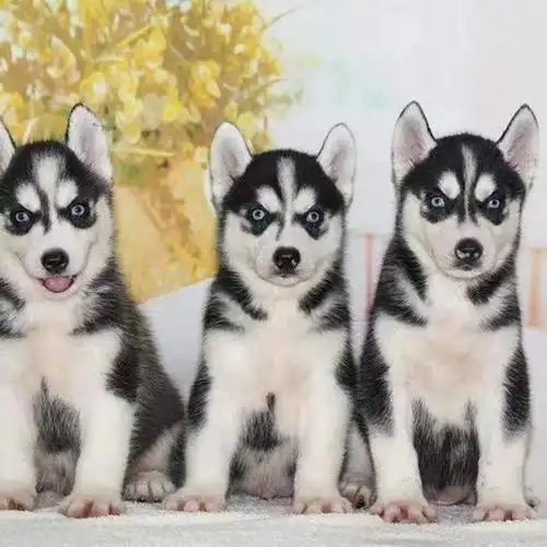 哈士奇幼犬纯种雪橇犬哈士奇二哈活体家养哈士奇犬宠物狗【1月3日发完