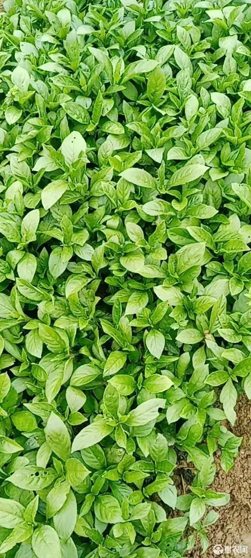 板蓝根种苗 贵州南板蓝根苗!欢迎来电!