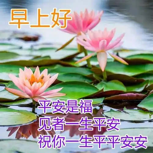 原创8张最美夏日风景早上好图片带字带祝福语好看的朋友圈早安问候