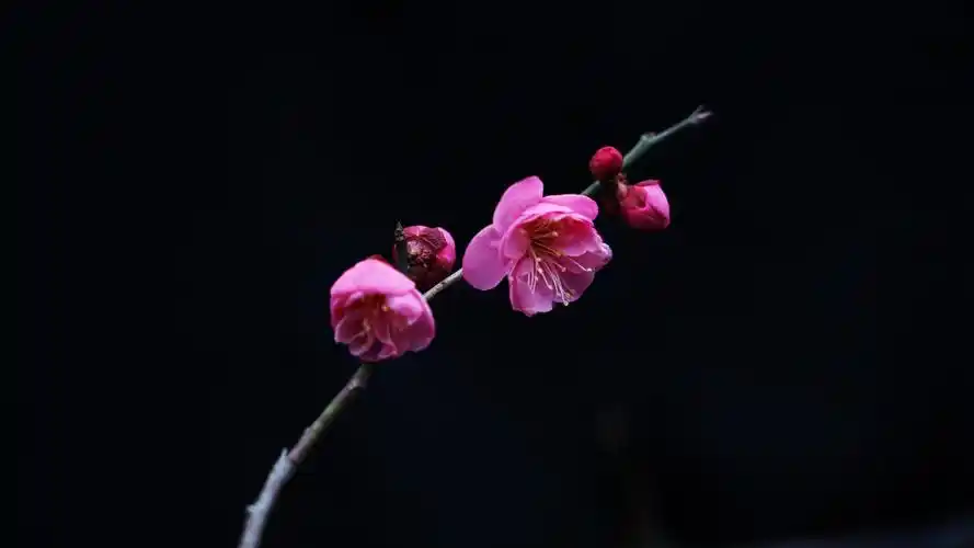 首发一枝梅花迎春来