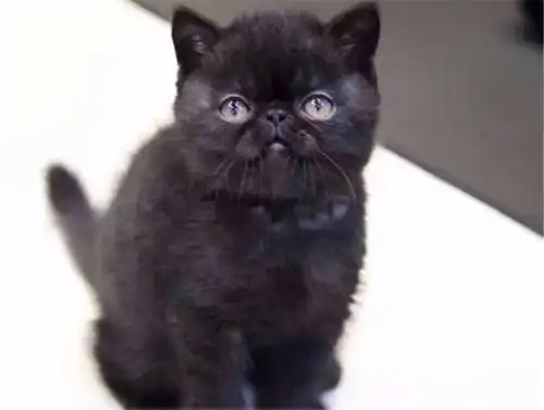 家养加菲猫小猫 公母 三花 正八 白色 梵文