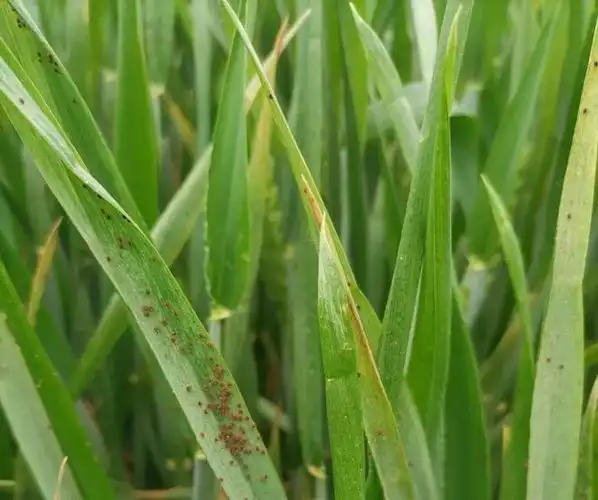 预警麦田红蜘蛛即将进入危害盛期