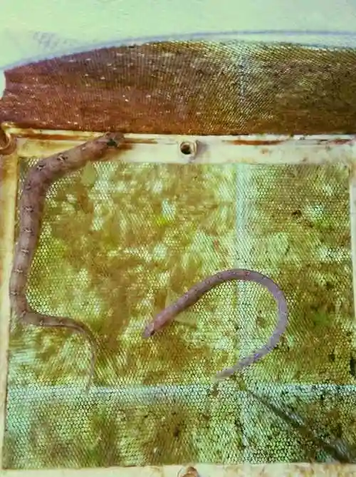 方氏云鳚高粱叶鱼面条鱼