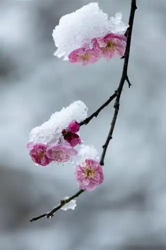 雪中的红梅花 梅花