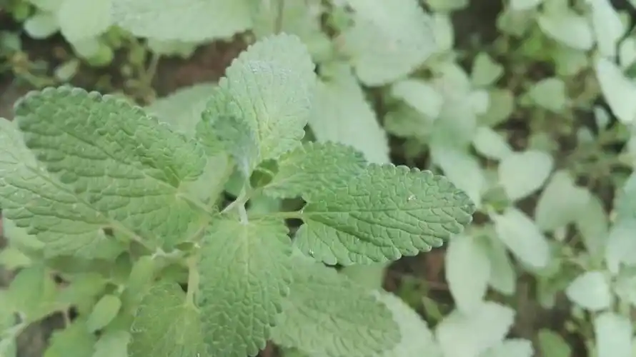 这种薄荷能不能食用!