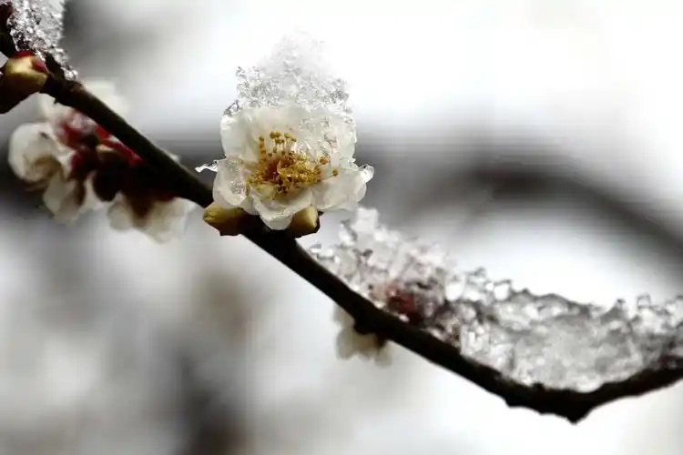 雪中梅花