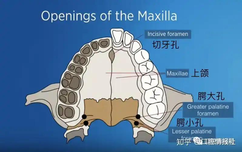 2.1 解剖学:上颌骨 - 知乎