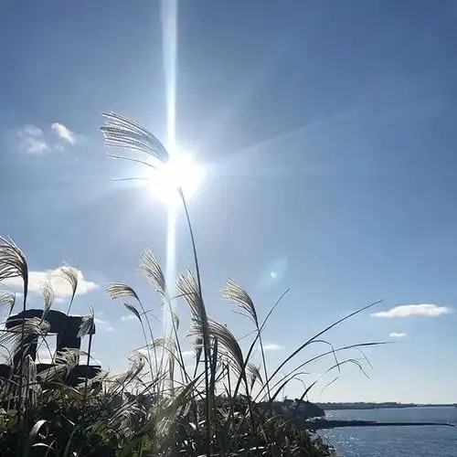 森系氛围感背景图太棒啦