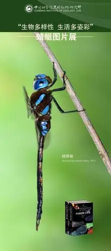 世界最大蜻蜓专著正式出版发行