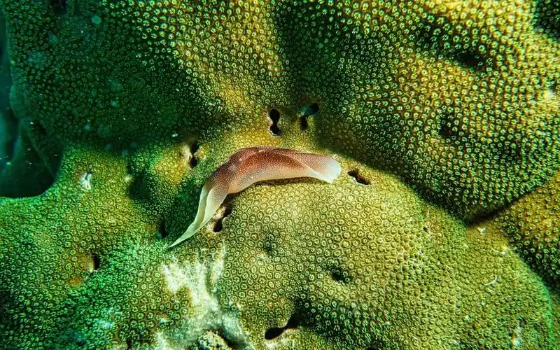 色彩绚丽的海底生物鱼图片壁纸