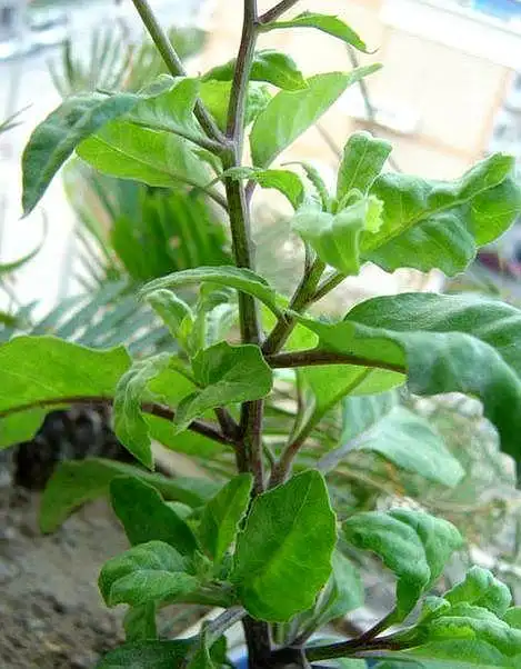 神奇的金鸡毛草