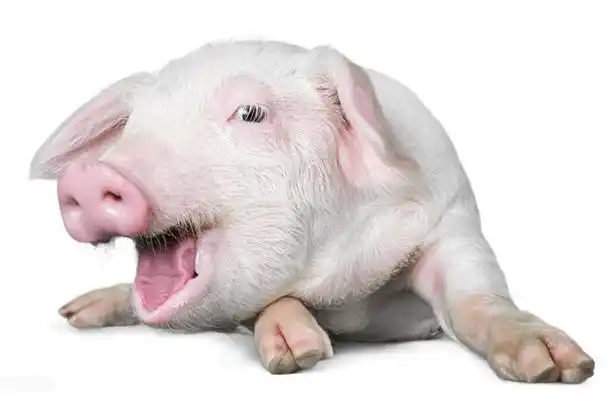 于断奶前后的仔猪,多发于气候突变的阴雨季节,一般呈散发,地方性流行