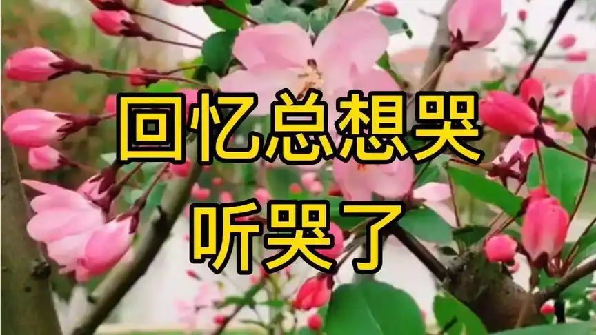 回忆总想哭,不知你现在可好,换你一个微笑,我愿意为你乞讨