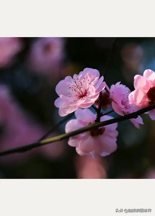 粉色梅花图片大全(实拍19张粉色美人梅照)