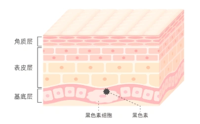 黑色素所处的皮肤表层结构图
