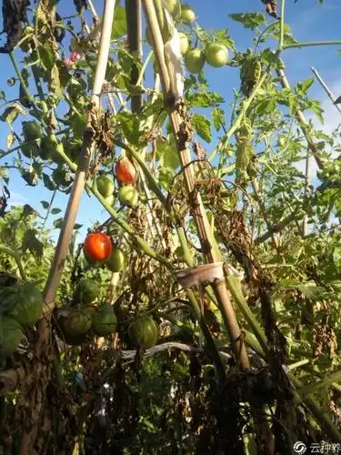 请问老师这西红柿秧怎么了?如何防治?