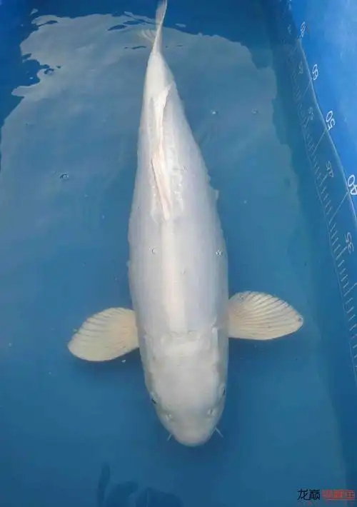 漂亮的德系锦鲤