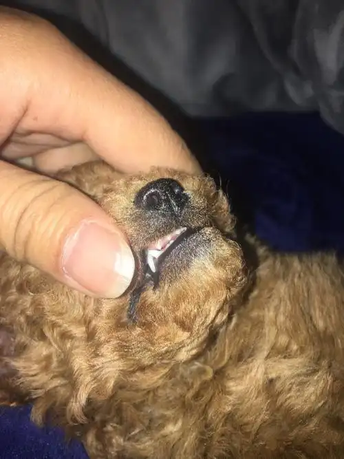 看这泰迪的牙齿,能看出这狗狗有几个月吗