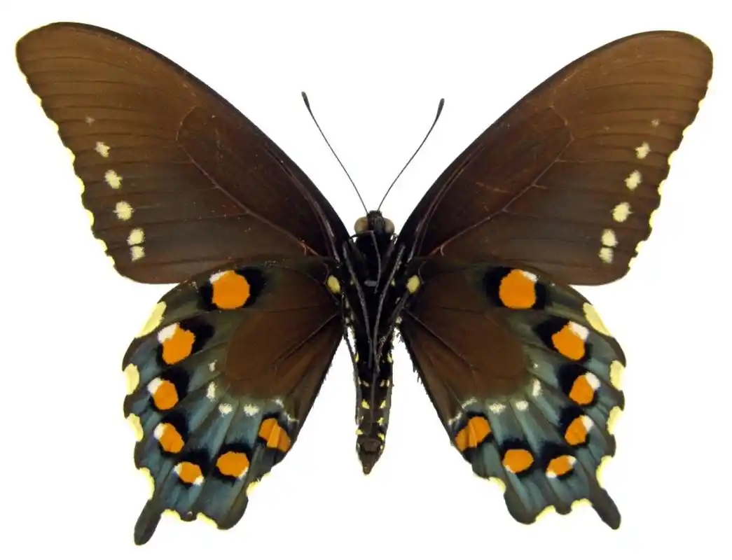 对美洲蓝凤蝶你了解多少?美洲蓝凤蝶知识大全