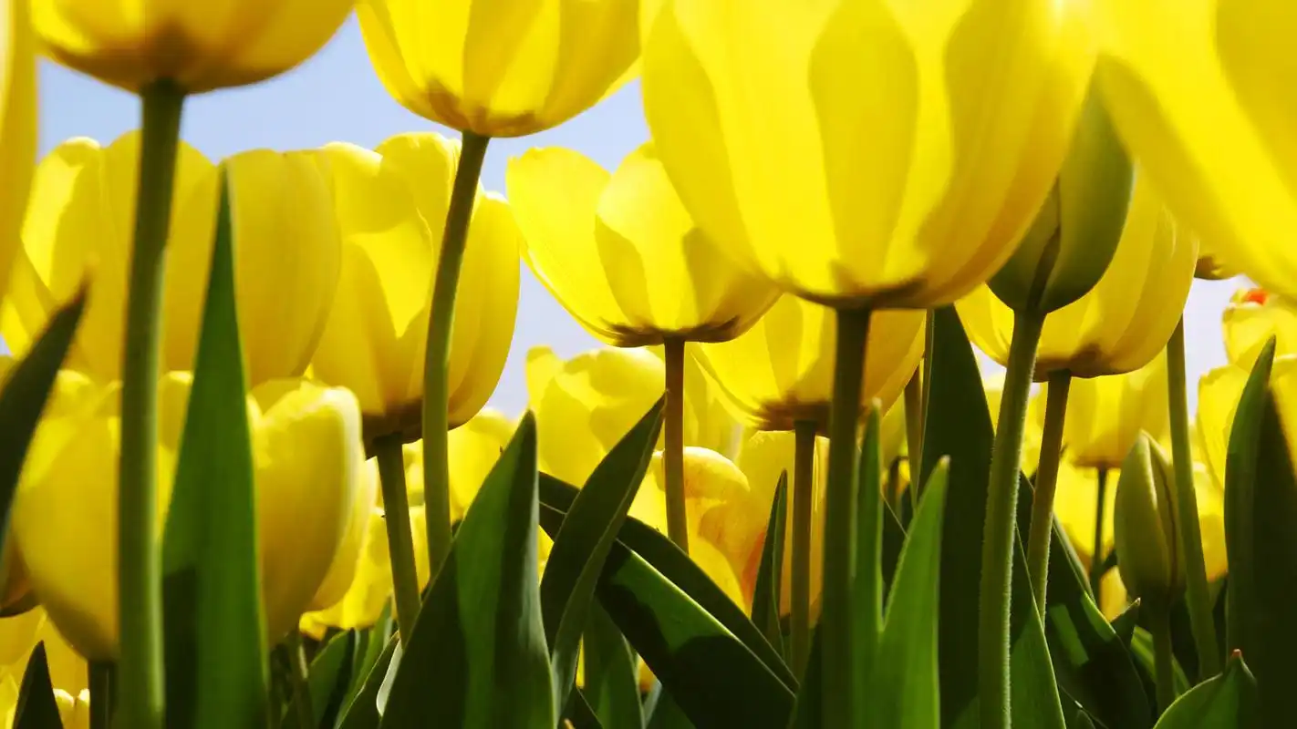 鲜花特写 第17辑(图10),桌面壁纸,高清图片,桌面背景