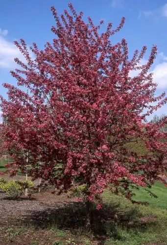皇家雨点海棠的养护方法