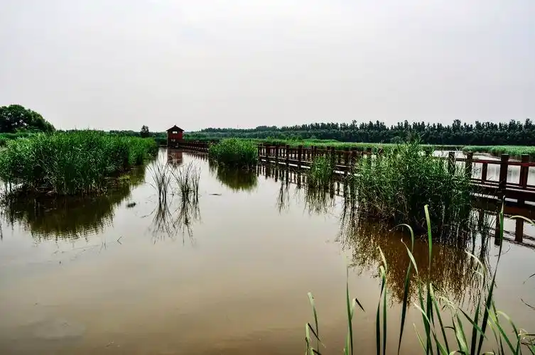 家乡美老家河南封丘陈桥湿地随拍