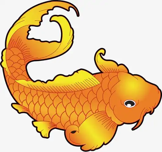 金色鲤鱼