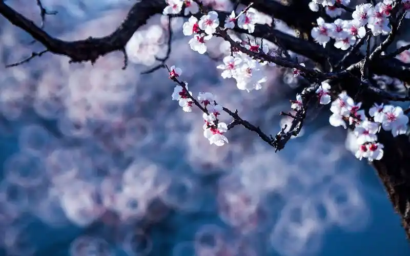 唯美冷艳杏花摄影高清桌面壁纸