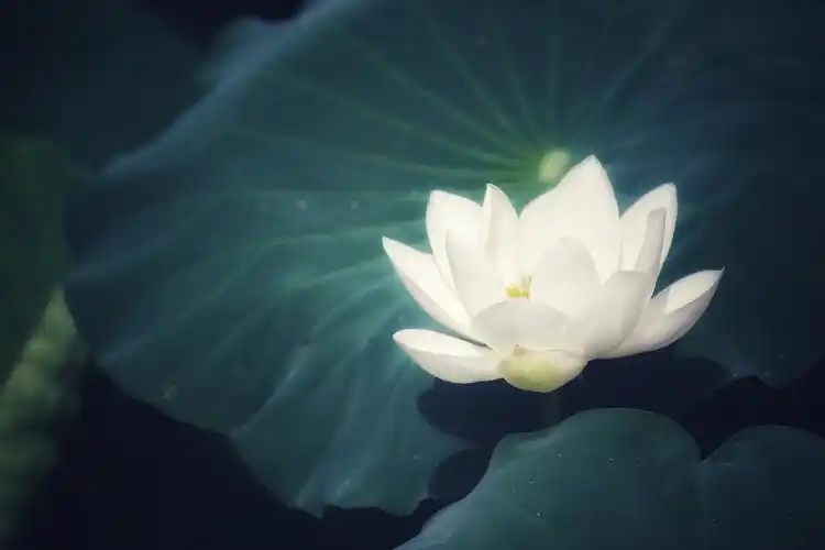 重庆城口的一池荷花,有粉色的也有白色的,夏天真好