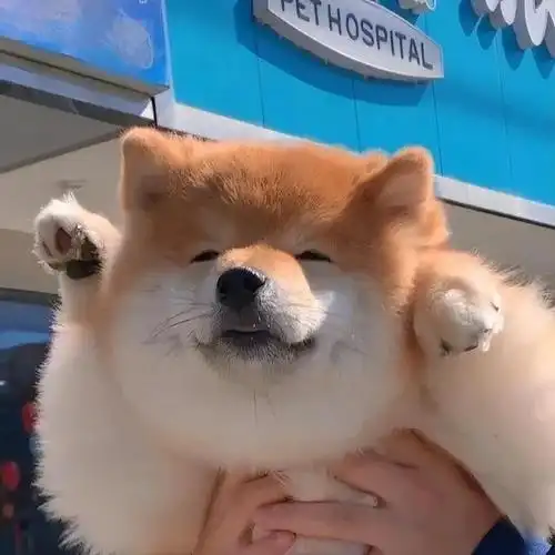 治愈系狗头像(治愈系柴柴狗头像)(12)