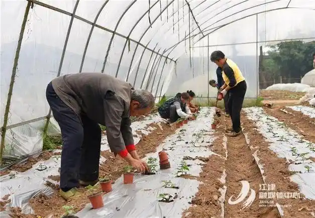 茄子|果蔬|糯玉米|蔬菜种植_网易订阅