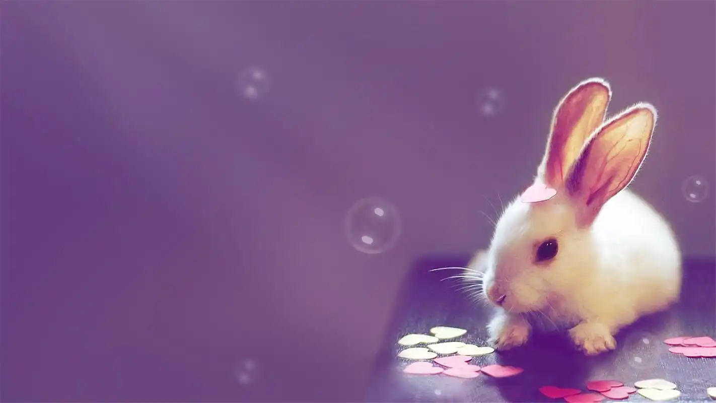 小动物可爱素材_超萌的小动物_动物壁纸